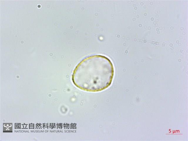 糙梗樓梯草藏品圖，第2張