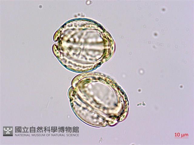 水茄苳、穗花棋盤腳樹藏品圖，第2張