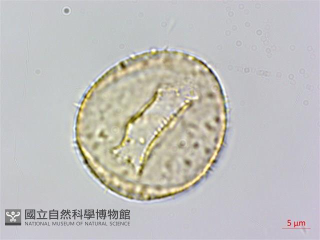 菝契藏品圖，第2張