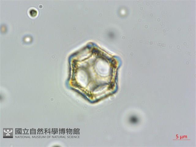 蓮子草藏品圖，第3張