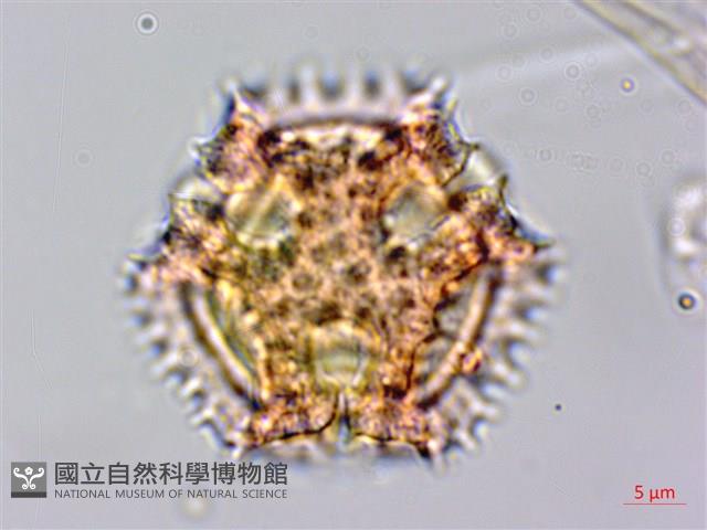 細葉假黃鵪菜藏品圖，第3張