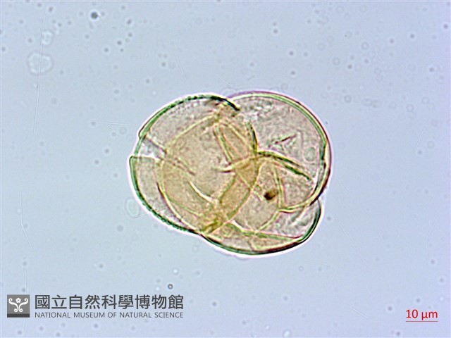 鞍馬山越橘藏品圖，第3張