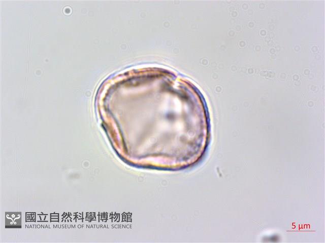 毛苦參藏品圖，第3張