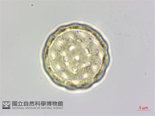 藜、灰藜藏品圖，第3張