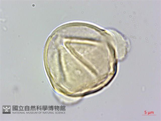 燈籠草藏品圖，第3張