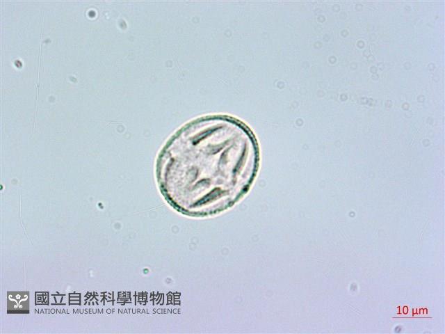 鵝掌柴、江某、鴨腳樹藏品圖，第2張