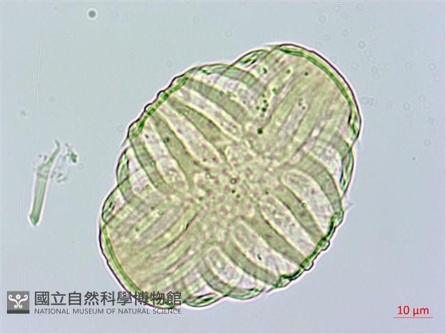 巨葉花遠志藏品圖，第2張