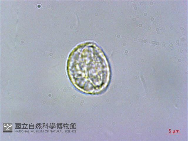 赤車使者藏品圖，第2張