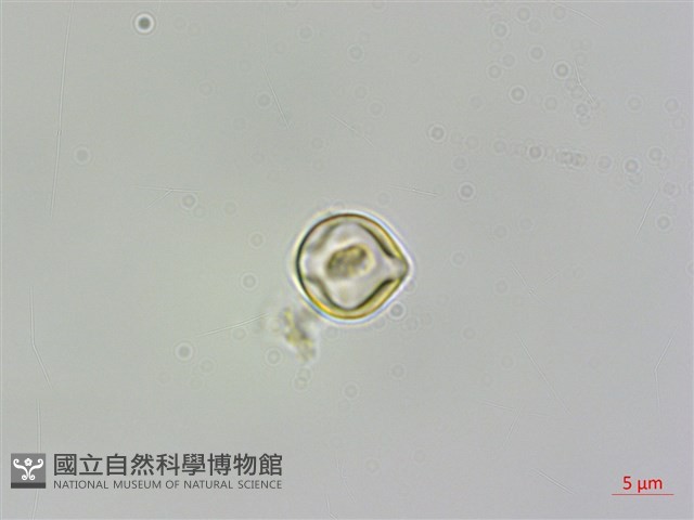 雨傘仔藏品圖，第2張