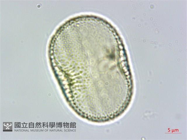 柳葉鱗球花藏品圖，第3張