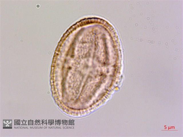 繩黃麻藏品圖，第2張