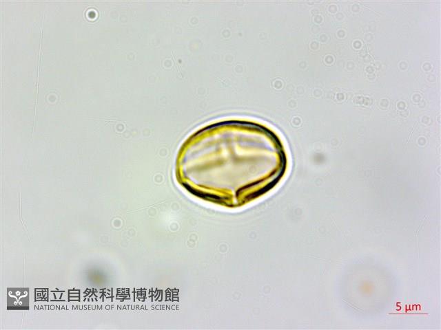 登錄號:S161822藏品圖，第2張