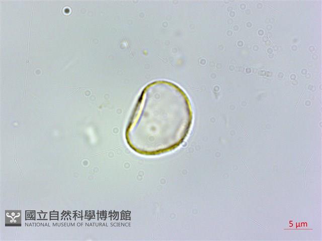 冷清草藏品圖，第2張