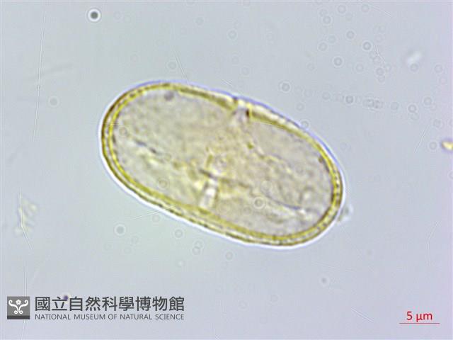 登錄號:S162202藏品圖，第2張