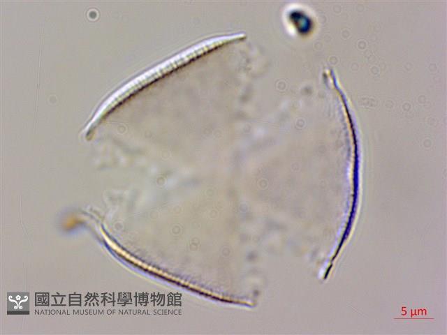 琉球鈴木草藏品圖，第2張