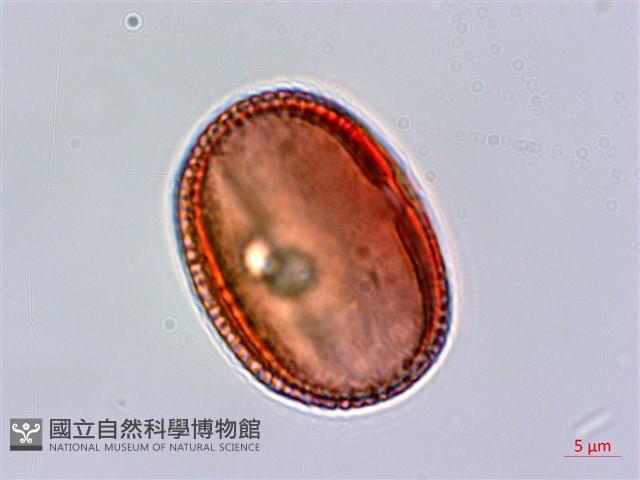 臺灣鱗球花藏品圖，第3張