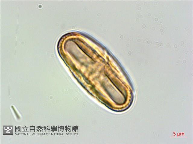 狹葉爵床藏品圖，第3張