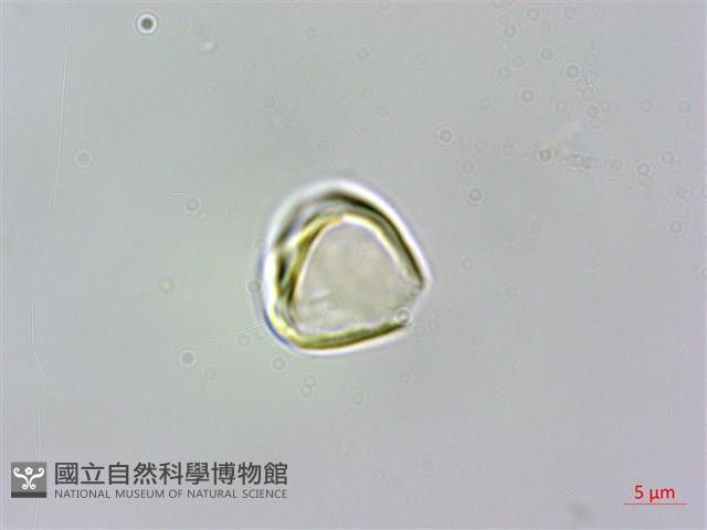 蘭嶼赤楠藏品圖，第3張