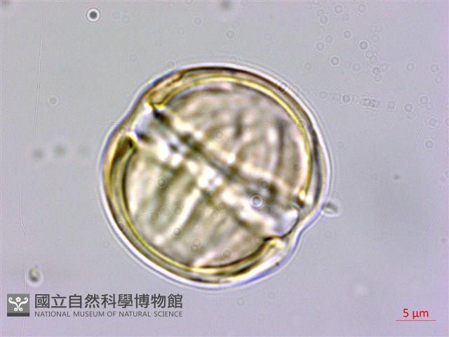 圓錐花遠志藏品圖，第2張