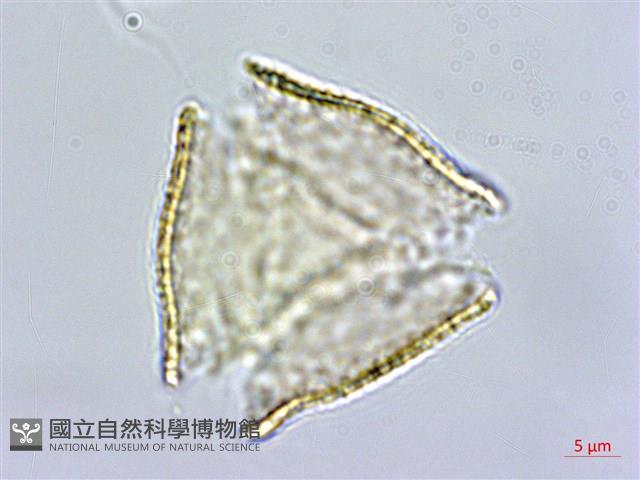 銀蓮花藏品圖，第2張