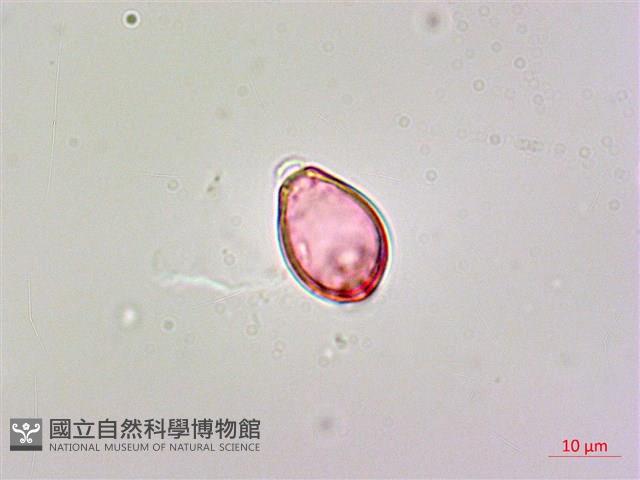 呂宋毛蕊木藏品圖，第3張