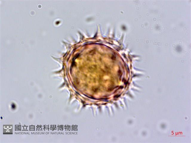 鬼針藏品圖，第2張