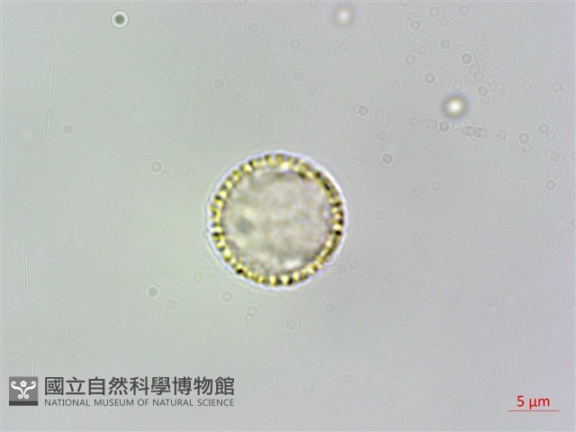 多花油柑、白仔藏品圖，第3張