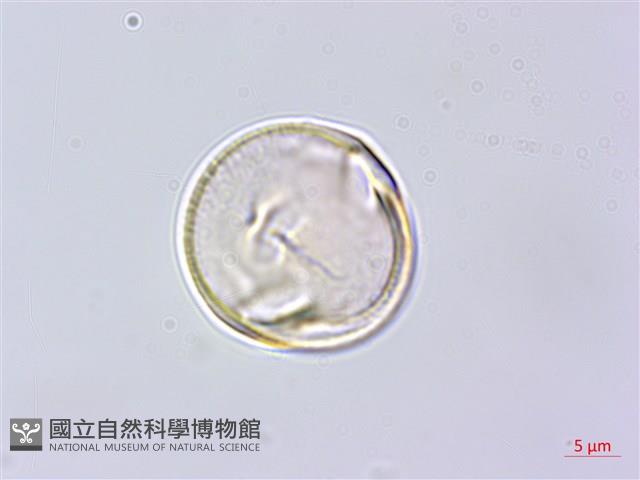 蘭嶼百脈根藏品圖，第3張