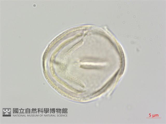 登錄號:S111332藏品圖，第2張