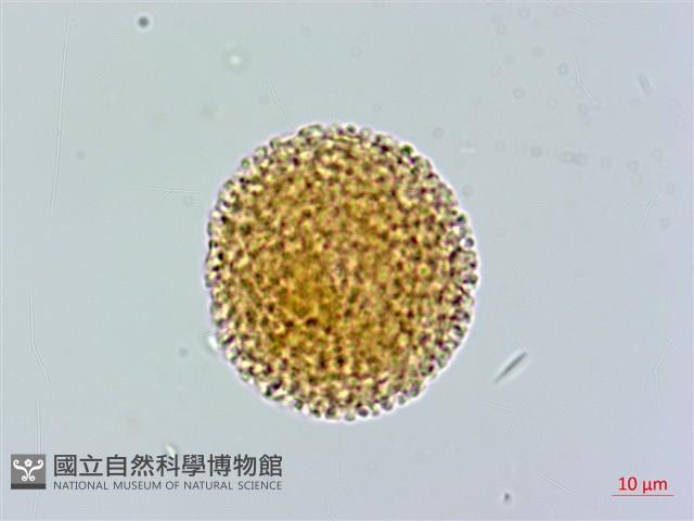 結香藏品圖，第2張