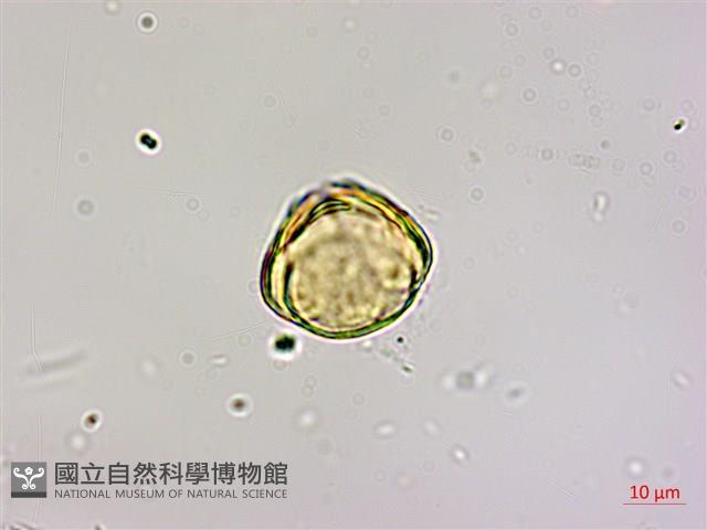 高氏桑寄生藏品圖，第2張
