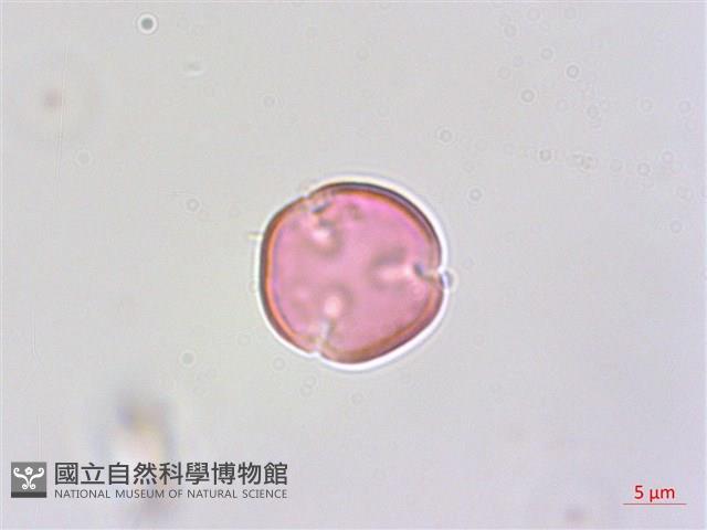 紫蘇草藏品圖，第2張