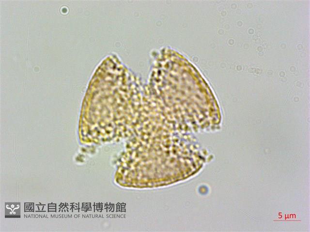 厚葉鐵線蓮藏品圖，第3張