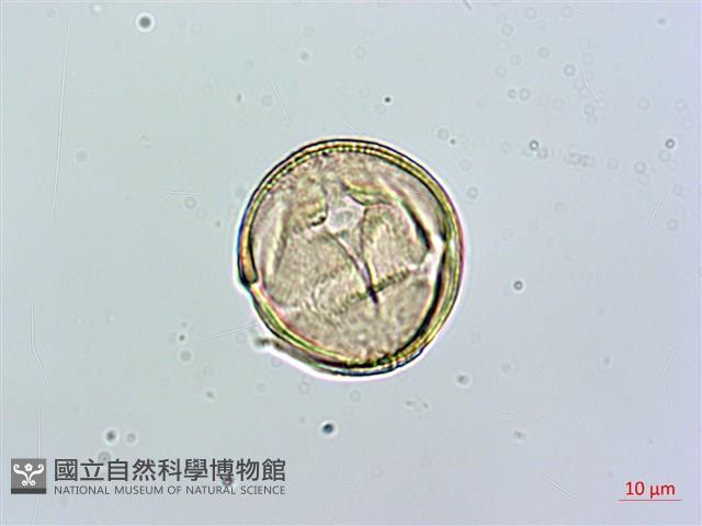 台北肺形草藏品圖，第2張