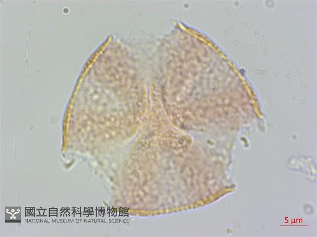 恆春厚殼樹藏品圖，第2張