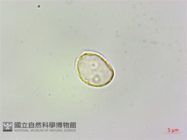 樓梯草藏品圖，第2張