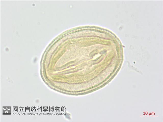 柳葉山茶藏品圖，第3張