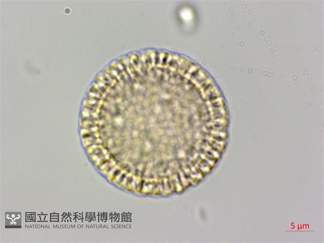 南嶺蕘花藏品圖，第2張