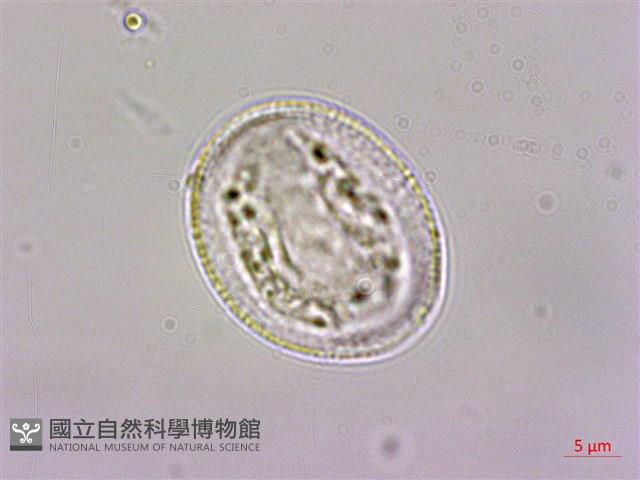 柚葉藤藏品圖，第3張