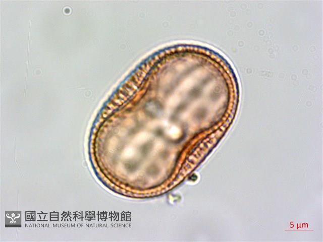 爵床藏品圖，第2張