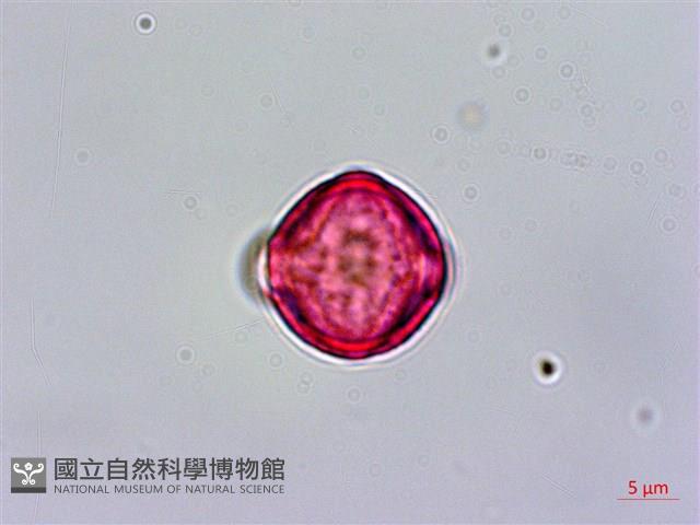 台灣佛甲草、石板菜藏品圖，第3張