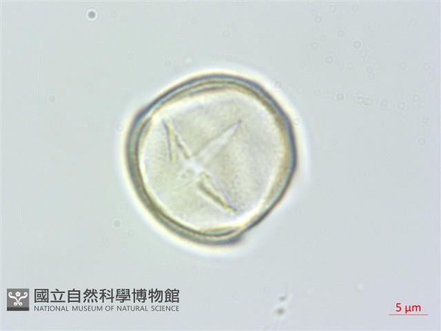 通條樹，喜馬山旌節花藏品圖，第2張