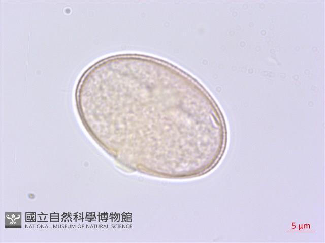 水芹菜藏品圖，第2張