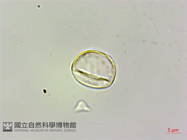 艾麻藏品圖，第2張