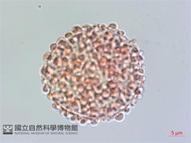 琉球黃楊藏品圖，第2張