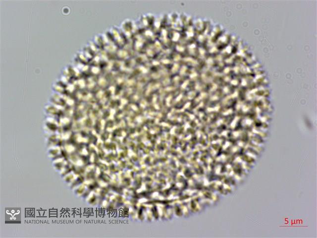 臺灣瑞香藏品圖，第2張