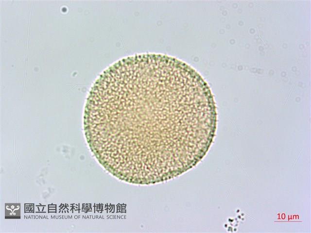 皮孫木藏品圖，第3張