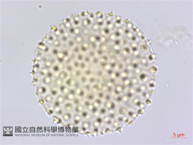 臺灣擦樹藏品圖，第3張