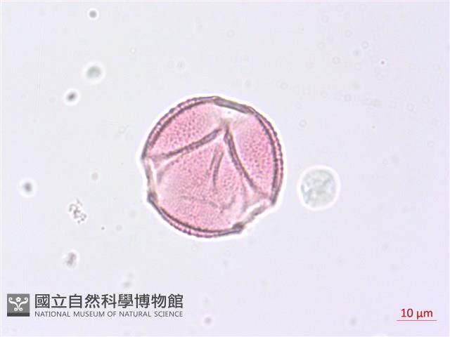 野鴉椿藏品圖，第3張