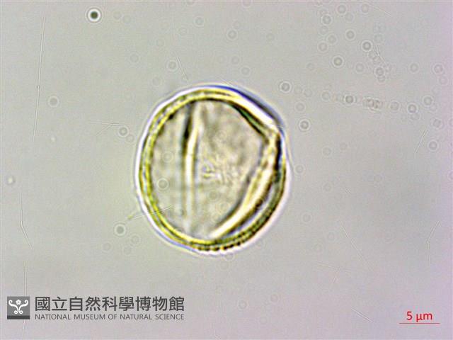 臺灣繡線菊藏品圖，第3張